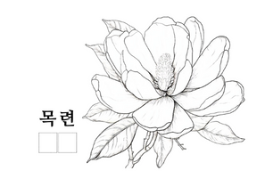 목련.png